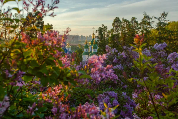 ライラックの花 ウクライナのHryshko植物園からキエフとヴィドゥビチ修道院の日の出ビュー — ストック写真