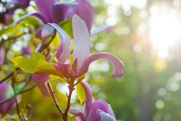 아름답게 마그놀리아 나무는 따사롭다 — 스톡 사진