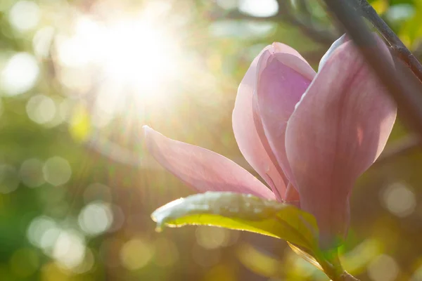 Piękne Kwitnące Magnolia Kwiaty Drzewo Słoneczny Poranek Tuż Wschodzie Słońca — Zdjęcie stockowe
