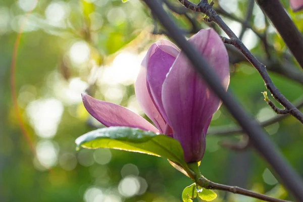 Güzel Magnolia Çiçekleri Güneş Doğduktan Hemen Sonra Güneşli Bir Sabah — Stok fotoğraf
