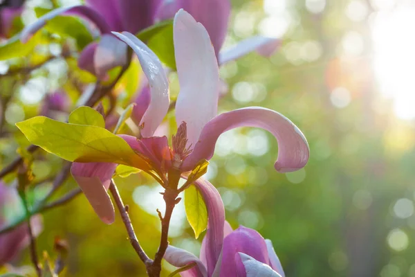 Krásné Kvetoucí Magnolia Květy Strom Ain Slunečné Ráno Těsně Východu — Stock fotografie
