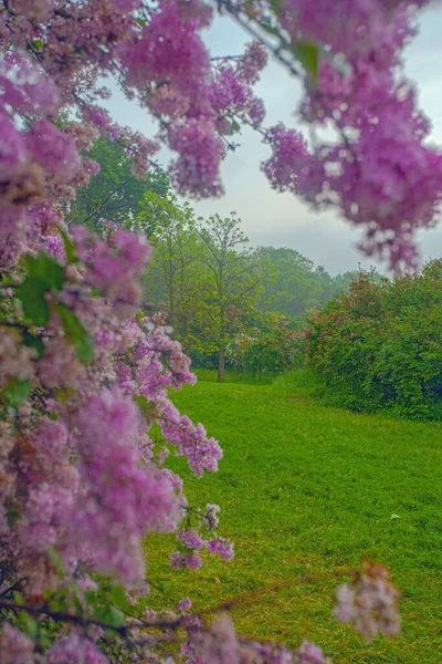 Hermoso Callejón Con Flores Lila Flor Primavera Kiev Jardín Botánico — Foto de Stock