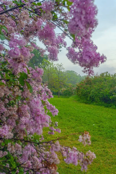 Vacker Gränd Med Syrenblommor Våren Blomma Kiev Botaniska Trädgården Park — Stockfoto