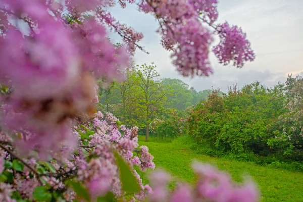 Piękna Uliczka Liliowymi Kwiatami Wiosenny Kwiat Kijowie Botaniczny Park Ogród — Zdjęcie stockowe