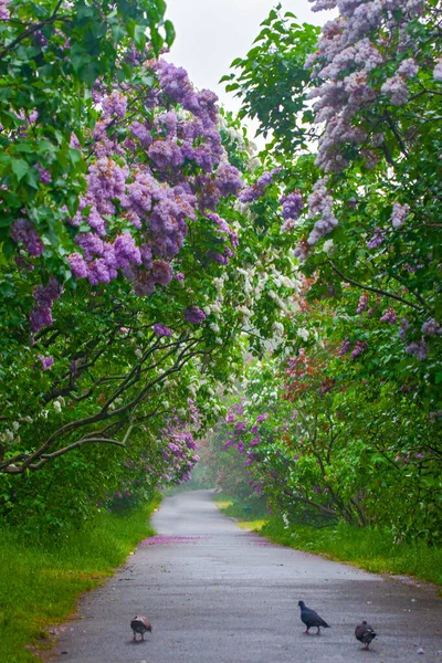 Mooie Alley Met Lila Bloemen Lente Bloesem Kiev Botanische Tuin — Stockfoto