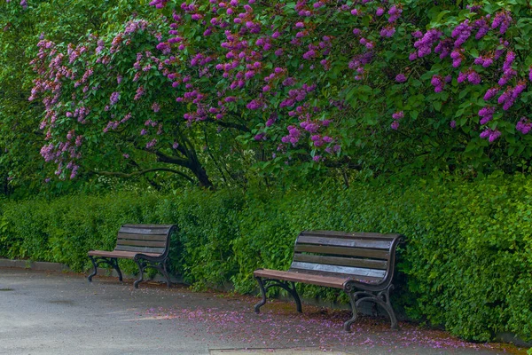 Schöne Gasse Mit Fliederblumen Frühlingsblüte Kiew Botanischer Garten Park — Stockfoto