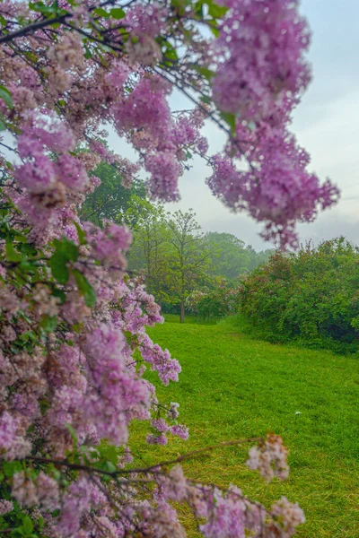 Beautiful Alley with lilac flowers spring blossom in Kyiv Botanical Garden park