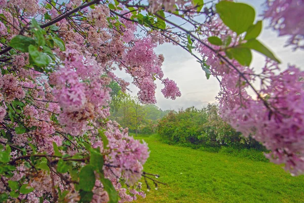 Kyiv Botanik Bahçesi Nde Bahar Çiçekleri Açan Leylak Çiçekli Güzel — Stok fotoğraf