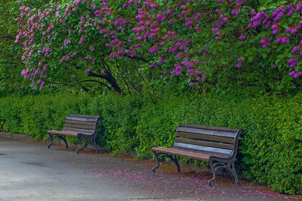 Hermoso Callejón Con Flores Lila Flor Primavera Kiev Jardín Botánico —  Fotos de Stock