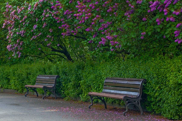 Schöne Gasse Mit Fliederblumen Frühlingsblüte Kiew Botanischer Garten Park — Stockfoto