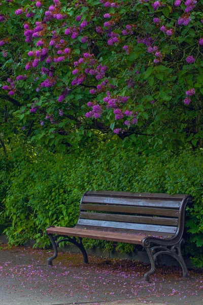 Hermoso Callejón Con Flores Lila Flor Primavera Kiev Jardín Botánico —  Fotos de Stock