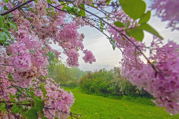 Vacker Gränd Med Syrenblommor Våren Blomma Kiev Botaniska Trädgården Park — Stockfoto