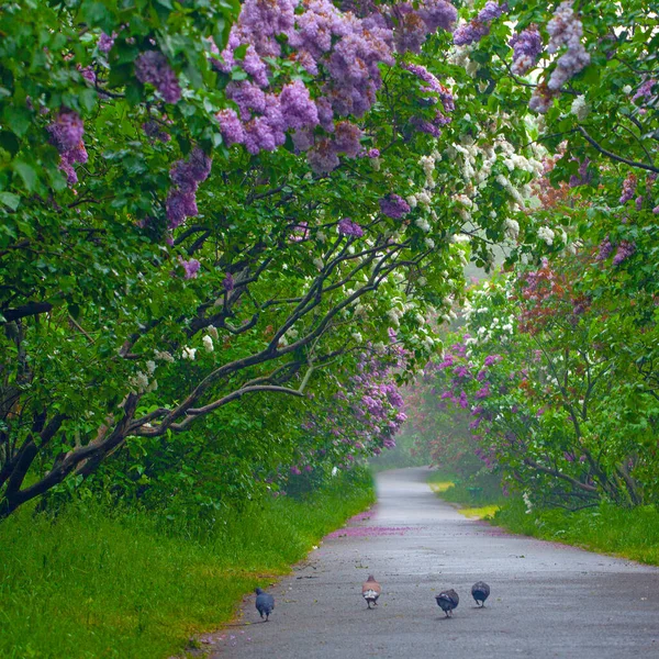 Beautiful Alley with lilac flowers spring blossom in Kyiv Botanical Garden park