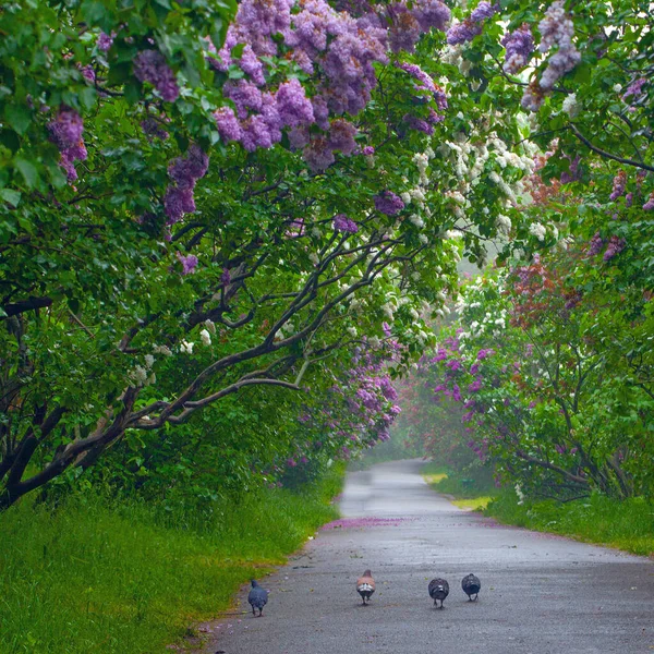 Beautiful Alley with lilac flowers spring blossom in Kyiv Botanical Garden park