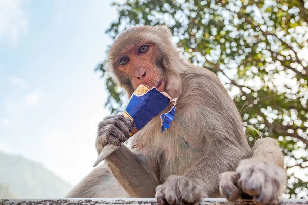 Śmieszne Cute Street Monkey Jedzenia Lodów Rishikesh Indie — Zdjęcie stockowe