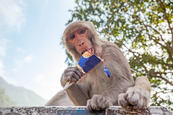 Śmieszne Cute Street Monkey Jedzenia Lodów Rishikesh Indie — Zdjęcie stockowe