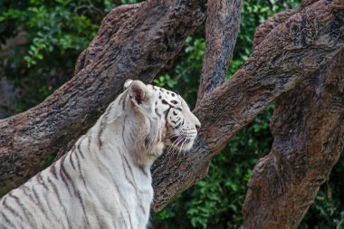 İspanya 'nın Tenerife adasındaki hayvanat bahçesinde beyaz kaplan