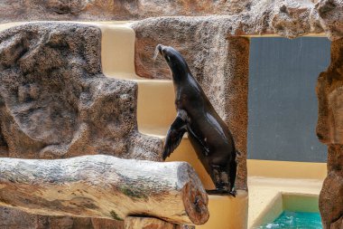 Tatlı Kürk foku parkta, Tenerife, İspanya