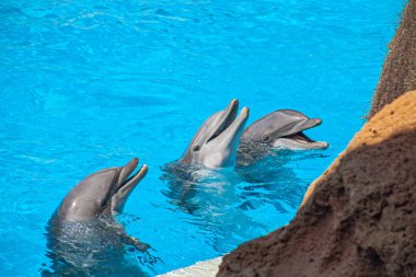 Hayvanat bahçesi havuzunda güzel yunus atlayışları. Tenerife