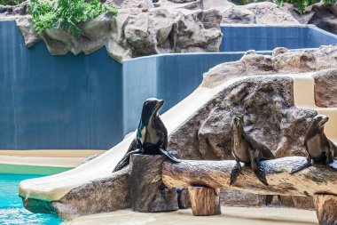 Tatlı Kürk foku parkta, Tenerife, İspanya