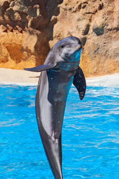 Εμφάνιση Των Όμορφων Δελφινιών Άλματα Ζωολογικό Κήπο Πισίνα Τενερίφη — Φωτογραφία Αρχείου
