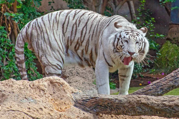 Biały Tygrys Zoo Teneryfie Hiszpania — Zdjęcie stockowe