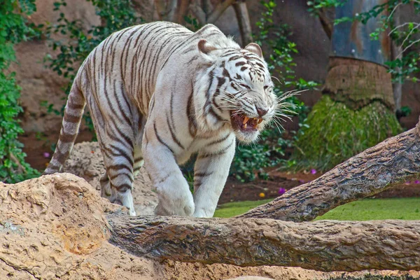 Tigre Branco Zoológico Ilha Tenerife Espanha — Fotografia de Stock