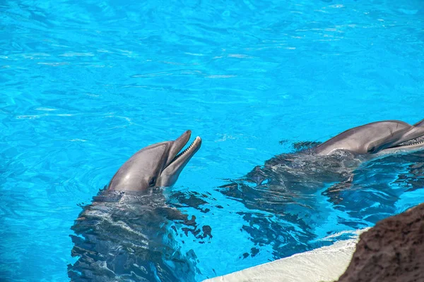 Pokaz Pięknych Skoków Delfinów Ogrodzie Zoologicznym Teneryfa — Zdjęcie stockowe