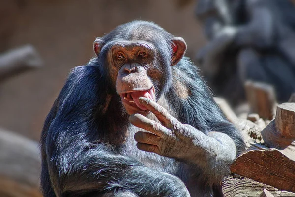 Cute Małpa Szympans Zbliżenie Podjęte Parku Teneryfie Hiszpania — Zdjęcie stockowe