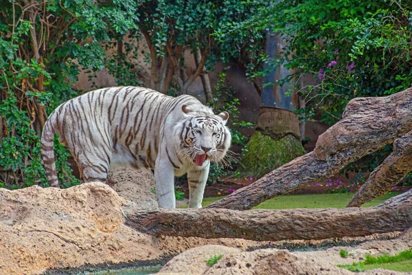 Biały Tygrys Zoo Teneryfie Hiszpania — Zdjęcie stockowe