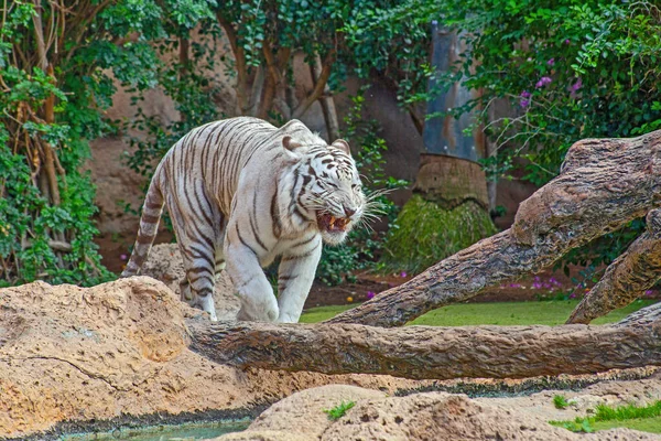 Weißer Tiger Zoo Der Spanischen Insel Teneriffa — Stockfoto