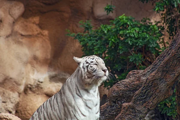 Weißer Tiger Zoo Der Spanischen Insel Teneriffa — Stockfoto