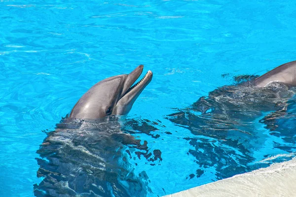 Show of beautiful dolphin jumps in zoo pool. Tenerife
