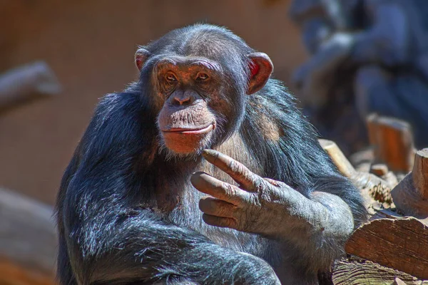 Cute Małpa Szympans Zbliżenie Podjęte Parku Teneryfie Hiszpania — Zdjęcie stockowe