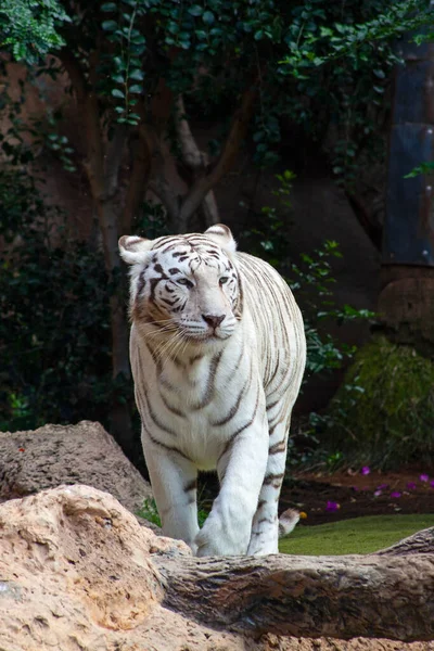 西班牙特内里费岛动物园里的白虎 — 图库照片
