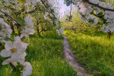 Ukrayna 'nın başkenti Kyiv' de çiçek açan elma ağaçları olan Elma Bahçesi 'nde bir sokak.