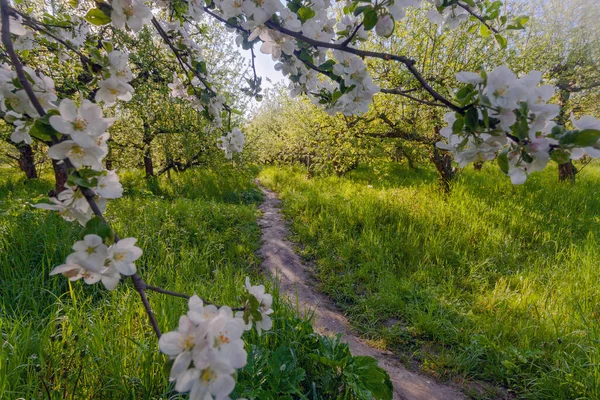 Gasse Apfelgarten Mit Blühenden Apfelbäumen Kiew Ukraine — Stockfoto