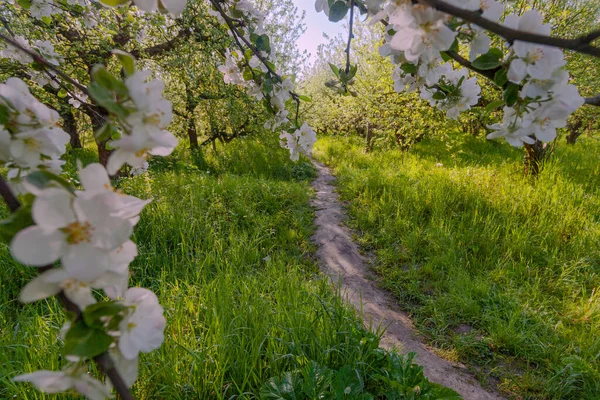 Ulička Zahradě Apple Kvetoucími Jabloněmi Kyjevě Ukrajina — Stock fotografie