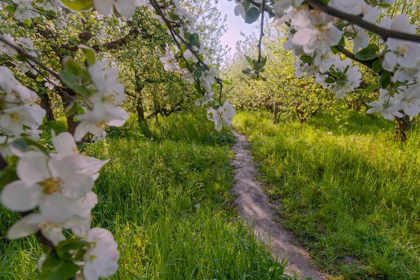 Ulička Zahradě Apple Kvetoucími Jabloněmi Kyjevě Ukrajina — Stock fotografie