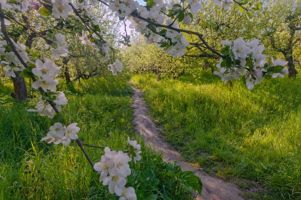 Alley Apple Garden Blossom Apple Trees Taken Kyiv Ukraine — Stock Photo, Image