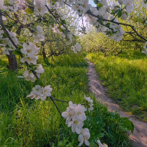 Aleja Ogrodzie Jabłoni Kwitnącymi Jabłoniami Kijowie Ukraina — Zdjęcie stockowe
