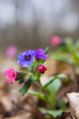 Pulmonaria (akciğer kurdu) çiçekleri ilkbaharın başlarında çekilmiş, yakın çekim