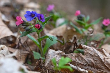 Pulmonaria (akciğer kurdu) çiçekleri ilkbaharın başlarında çekilmiş, yakın çekim