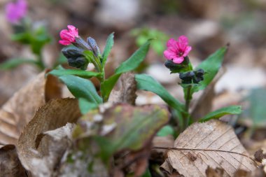 Pulmonaria (akciğer kurdu) çiçekleri ilkbaharın başlarında çekilmiş, yakın çekim