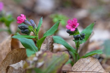 Pulmonaria (akciğer kurdu) çiçekleri ilkbaharın başlarında çekilmiş, yakın çekim