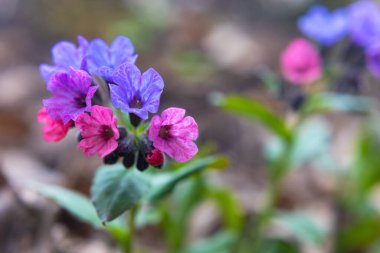Pulmonaria (akciğer kurdu) çiçekleri ilkbaharın başlarında çekilmiş, yakın çekim