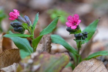 Pulmonaria (akciğer kurdu) çiçekleri ilkbaharın başlarında çekilmiş, yakın çekim