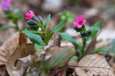 Pulmonaria (akciğer kurdu) çiçekleri ilkbaharın başlarında çekilmiş, yakın çekim