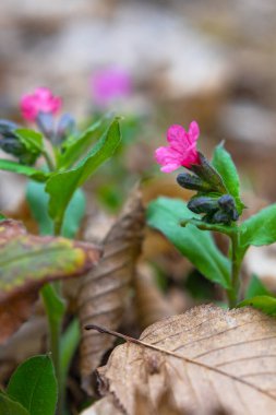 Pulmonaria (akciğer kurdu) çiçekleri ilkbaharın başlarında çekilmiş, yakın çekim