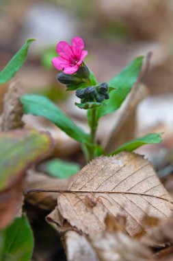 Pulmonaria (akciğer kurdu) çiçekleri ilkbaharın başlarında çekilmiş, yakın çekim